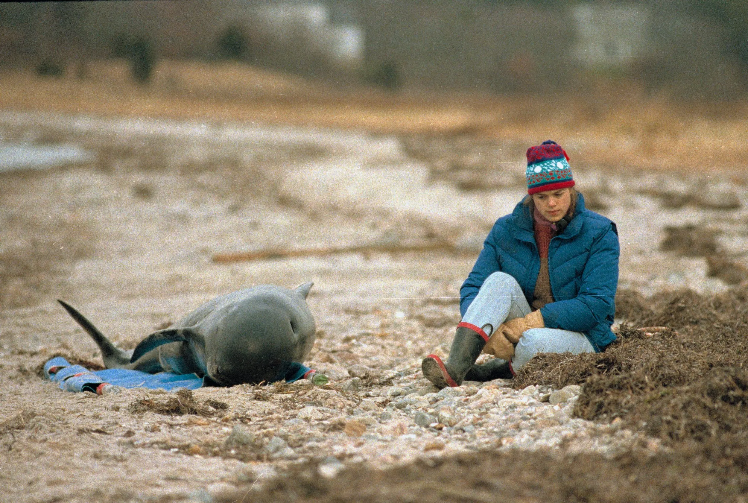 Stunned Sadness — Mia Grifalconi, a scientific assistant with the Whale and Dolphin Conservation Society, sits next to a dead infant pilot whale as the sun begins to break through the clouds after a night spent attempting to rescue 43 pilot whales that died in a mass stranding on Squaw Island in Hyannisport, Massachusetts on Cape Cod Tuesday December 12, 1990.  (AP Photo/Stephan Savoia)  © The Associated Press